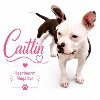 Caitlin -  American Bulldog and Boston Terrier Dog for Adoption in Brentwood, Tennessee - Caitlin | PetCurious