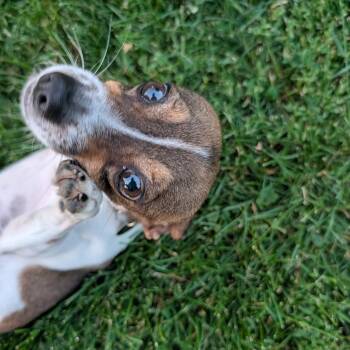 Nova -  Mixed Breed Dog for Adoption in Romeoville, Illinois - Nova | PetCurious