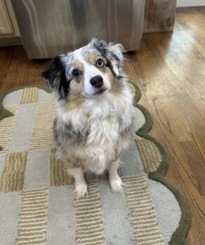 Australian Shepherd Dogs Available for Adoption in Dalworthington Gardens, Texas - Lula/Cholula | PetCurious
