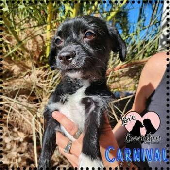 Carnival -  Chihuahua Dog for Adoption in Gilbert, Arizona - Carnival | PetCurious