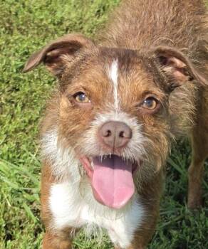 Nellie -  Mixed Breed Dog for Adoption in Terre Haute, Indiana - Nellie | PetCurious
