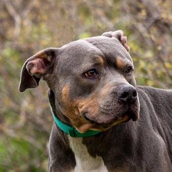 Fiyero -  Pit Bull Terrier Dog for Adoption in Council Bluffs, Iowa - Fiyero | PetCurious