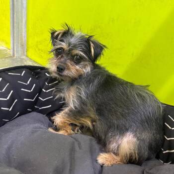 Velma -  Yorkshire Terrier Dog for Adoption in San Jacinto, California - Velma | PetCurious