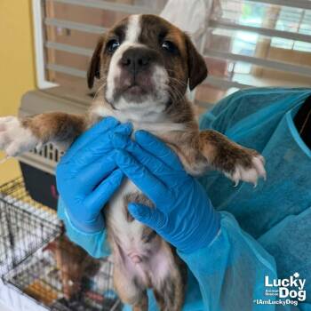 Puppy Peter -  Retriever Dog for Adoption in Washington, District Of Columbia - Puppy Peter | PetCurious
