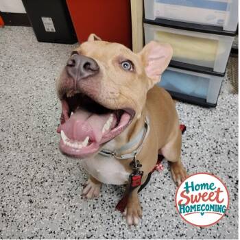 Stone -  Staffordshire Bull Terrier Dog for Adoption in Lakeland, Florida - Stone | PetCurious