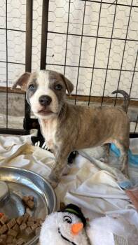 Bobble -  Pit Bull Terrier Dog for Adoption in Ayden, North Carolina - Bobble | PetCurious