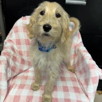 Boone (golden) -  Mixed Breed Dog for Adoption in Kittanning, Pennsylvania - Boone (golden) | PetCurious