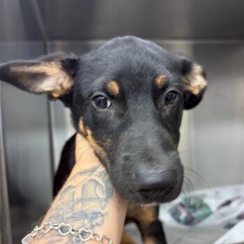 Zero -  Mixed Breed Dog for Adoption in Lake Jackson, Texas - Zero | PetCurious
