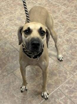 Kimmie -  Black Mouth Cur Dog for Adoption in Littleton, Colorado - Kimmie | PetCurious