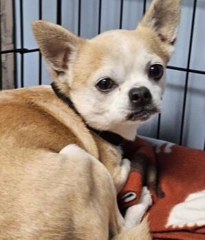 Chihuahua Dogs Available for Adoption in Homewood, Illinois - Butter | PetCurious