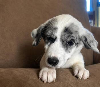 Ears -  Great Pyrenees Dog for Adoption in Colorado Springs, Colorado - Ears | PetCurious
