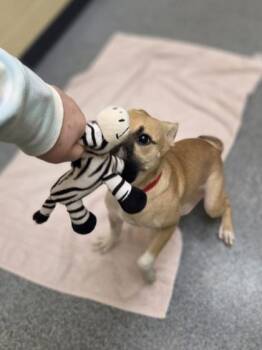 Estella -  Terrier and Mixed Breed Dog for Adoption in Westland, Michigan - Estella | PetCurious
