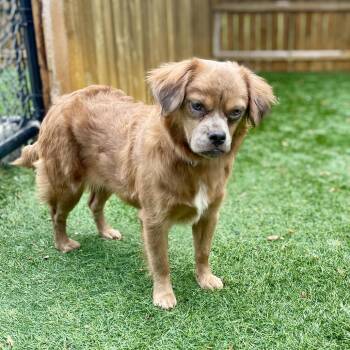 Fuzzy Bee -  Mixed Breed Dog for Adoption in Naperville, Illinois - Fuzzy Bee | PetCurious
