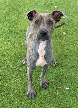 OSCAR -  Pit Bull Terrier Dog for Adoption in Fort Myers, Florida - OSCAR | PetCurious
