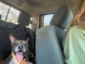 Dixie -  American Bulldog Dog for Adoption in Milton, Florida - Dixie | PetCurious