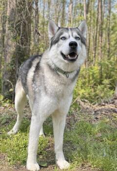 Husky Dogs Available for Adoption in Clarkesville, Georgia - Shadow | PetCurious