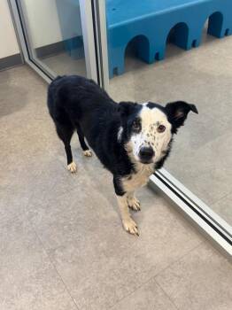 Australian Shepherd and Border Collie Dogs Available for Adoption - Sage | PetCurious