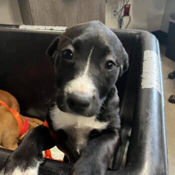 Terrier and Boxer Dogs Available for Adoption - Stormi | PetCurious