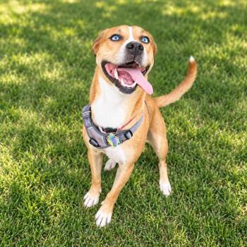 Darlin -  Husky Dog for Adoption in Houston, Texas - Darlin | PetCurious