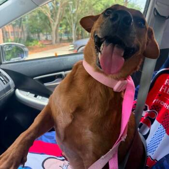 Mabel -  Redbone Coonhound and Labrador Retriever Dog for Adoption in Lakewood Ranch, Florida - Mabel | PetCurious