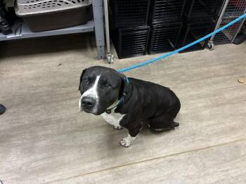Rescue Pit Bull Terrier Dogs for Adoption in Pasadena, California - A525099 | PetCurious