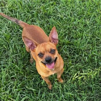 Bushwhacker -  Chihuahua and Terrier Dog for Adoption in Brownsboro, Alabama - Bushwhacker | PetCurious