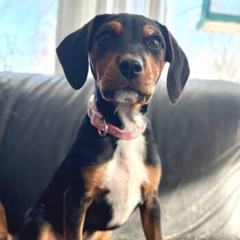 Chelsea -  Miniature Pinscher Dog for Adoption in New London, Wisconsin - Chelsea | PetCurious