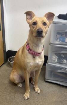 Pumpkin -  German Shepherd Dog Dog for Adoption in Cleveland, Ohio - Pumpkin | PetCurious