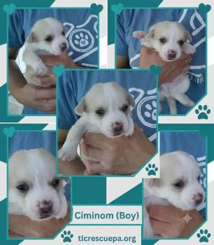 Ciminom (Betty
