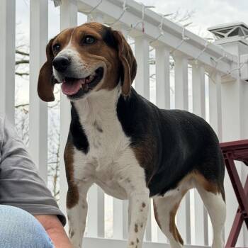 Beagle Dogs Available for Adoption in Festus, Missouri - Mila | PetCurious