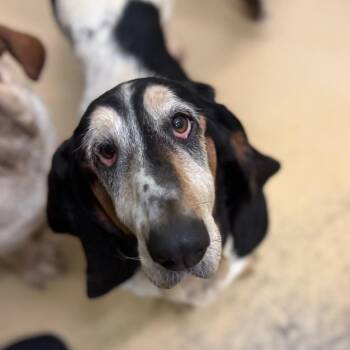 Basset Hound Dogs Available for Adoption in Chino Hills, California - Dottie - Chino Hills Location | PetCurious