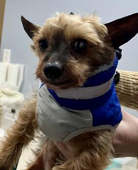 Yorkshire Terrier Dogs Available for Adoption - Frederick | PetCurious