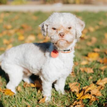 Rescue Shih Tzu Dogs for Adoption in Northbrook, Illinois - Baldy Love Bucket | PetCurious