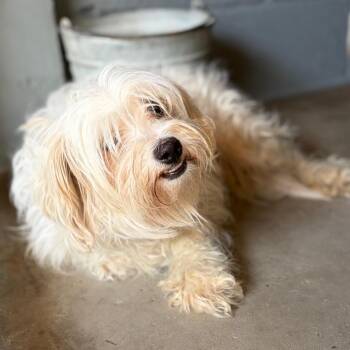 Doll -  Shih Tzu Dog for Adoption in Laredo, Texas - Doll | PetCurious