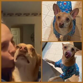 Graham -  Chihuahua Dog for Adoption in Fort Worth, Texas - Graham | PetCurious