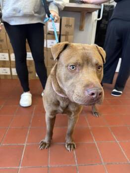 Pit Bull Terrier Dogs Available for Adoption in Salisbury, Maryland - Melvin | PetCurious