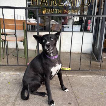 Isla -  Australian Cattle Dog Blue Heeler Dog for Adoption in San Diego, California - Isla | PetCurious