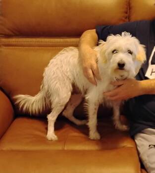 Terrier Dogs Available for Adoption in Statesboro, Georgia - Rollie (Courtesy Post) | PetCurious