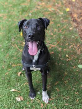 Rescue Pit Bull Terrier Dogs for Adoption in Sultan, Washington - Fredrick | PetCurious