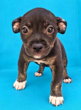 Milanos -  Mixed Breed Dog for Adoption in St. Augustine, Florida - Milanos | PetCurious