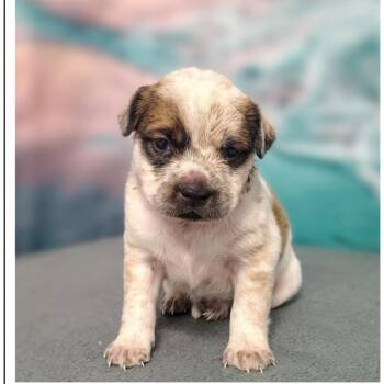 Omar -  Cattle Dog and Mixed Breed Dog for Adoption in Griswold, Connecticut - Omar | PetCurious