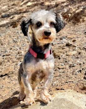 Cole -  Poodle and Schnauzer Dog for Adoption in Jamestown, California - Cole | PetCurious