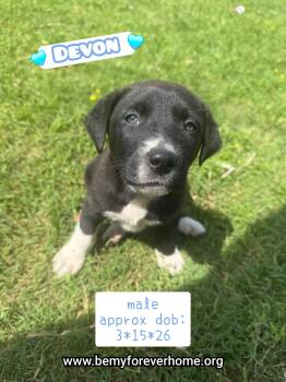 Border Collie and Dutch Shepherd Dogs Available for Adoption in Plano, Texas - Devon | PetCurious
