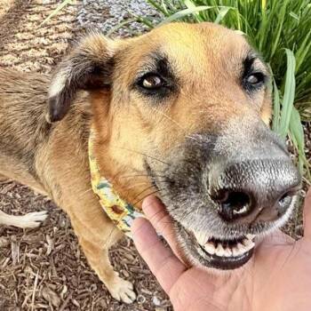 Mixed Breed Dogs Available for Adoption in Largo, Florida - Alexa | PetCurious