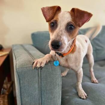 Rescue Jack Russell Terrier Dogs for Adoption in Baldwin, Maryland - Parker | PetCurious