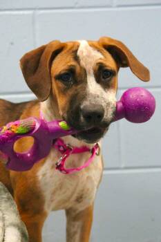 Twix -  Mixed Breed Dog for Adoption in Freedom, Wisconsin - Twix | PetCurious