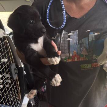 Remi -  Mixed Breed Dog for Adoption in Austin, Texas - Remi | PetCurious