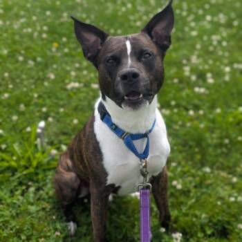 River -  Pit Bull Terrier and Mixed Breed Dog for Adoption in Prairie Du Chien, Wisconsin - River | PetCurious