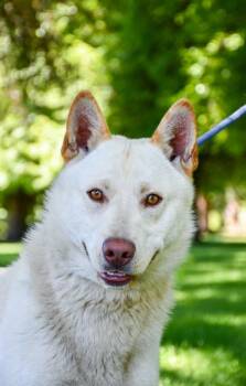 Buddy -  Siberian Husky and German Shepherd Dog Dog for Adoption in Yakima, Washington - Buddy | PetCurious