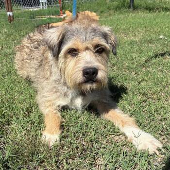 Joey -  Border Terrier Dog for Adoption in Tulsa, Oklahoma - Joey | PetCurious